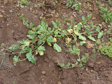 APII jpeg image of Rumex spinosus  © contact APII