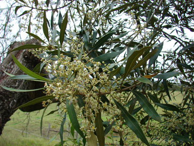 APII jpeg image of Olea europaea subsp. cuspidata  © contact APII