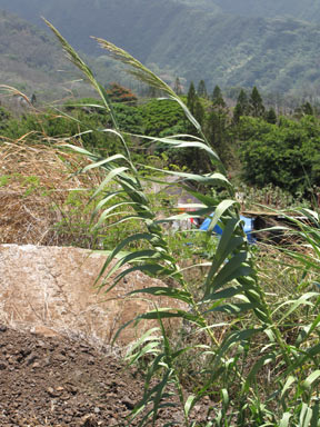 APII jpeg image of Arundo donax  © contact APII