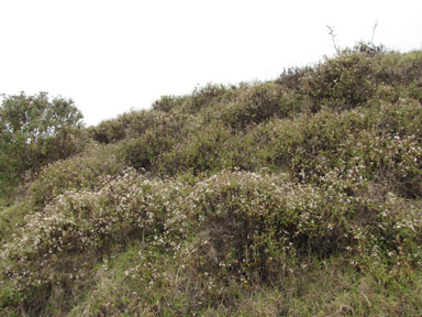 APII jpeg image of Ageratina riparia  © contact APII