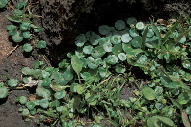 APII jpeg image of Hydrocotyle verticillata  © contact APII