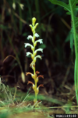 APII jpeg image of Orobanche ramosa  © contact APII