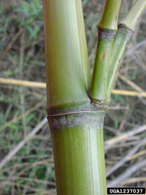 APII jpeg image of Phyllostachys aurea  © contact APII