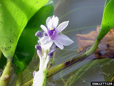 APII jpeg image of Eichhornia azurea  © contact APII