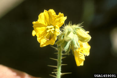 APII jpeg image of Solanum rostratum  © contact APII