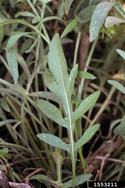 APII jpeg image of Centaurea stoebe subsp. micranthos  © contact APII