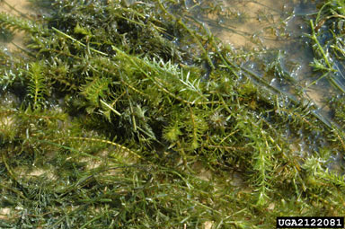 APII jpeg image of Hydrilla verticillata  © contact APII