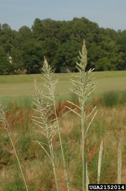 APII jpeg image of Paspalum quadrifarium  © contact APII