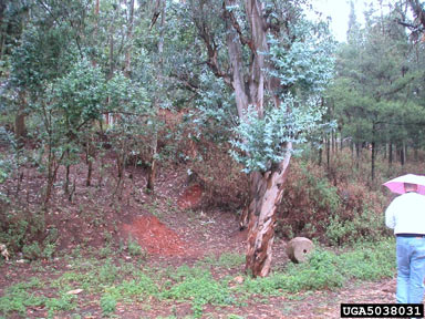 APII jpeg image of Ageratina adenophora  © contact APII