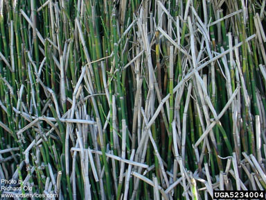 APII jpeg image of Equisetum hyemale  © contact APII