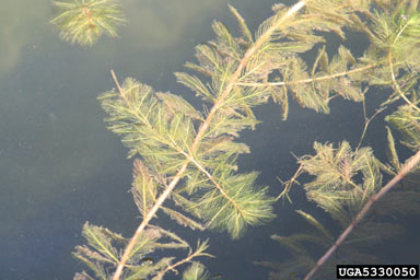 APII jpeg image of Myriophyllum spicatum  © contact APII