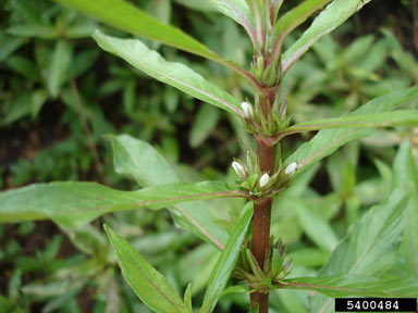 APII jpeg image of Hygrophila costata  © contact APII