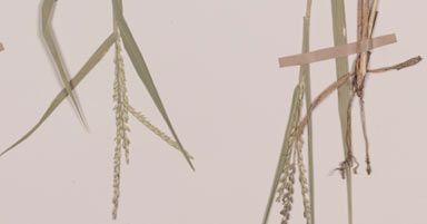 APII jpeg image of Urochloa glumaris  © contact APII