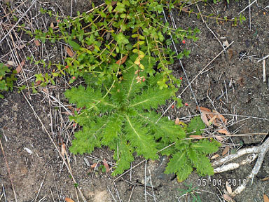 APII jpeg image of Carduus tenuiflorus  © contact APII