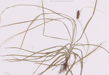 APII jpeg image of Cyperus teneristolon  © contact APII