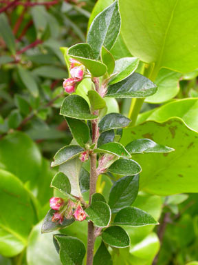 APII jpeg image of Cotoneaster symondsii  © contact APII