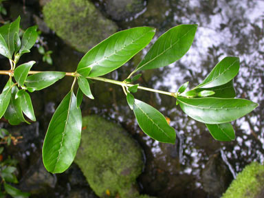 APII jpeg image of Coprosma robusta  © contact APII