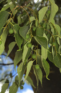 APII jpeg image of Celtis australis  © contact APII