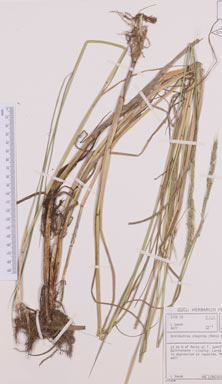 APII jpeg image of Echinochloa stagnina  © contact APII