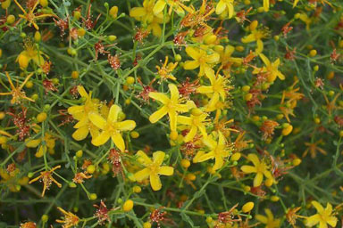 APII jpeg image of Hypericum triquetrifolium  © contact APII