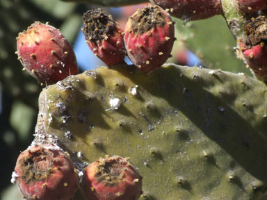 APII jpeg image of Opuntia tomentosa  © contact APII