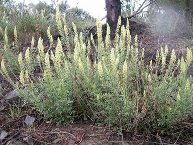 APII jpeg image of Reseda lutea  © contact APII