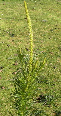 APII jpeg image of Reseda luteola  © contact APII