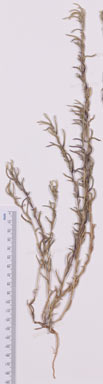 APII jpeg image of Sisymbrium runcinatum  © contact APII