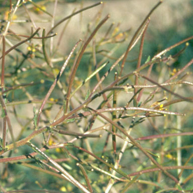 APII jpeg image of Sisymbrium thellungii  © contact APII