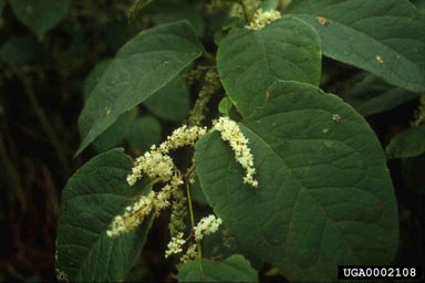 APII jpeg image of Fallopia japonica  © contact APII