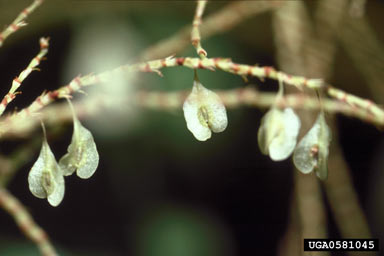 APII jpeg image of Fallopia japonica  © contact APII