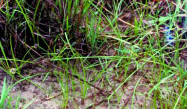 APII jpeg image of Cyperus teneristolon  © contact APII