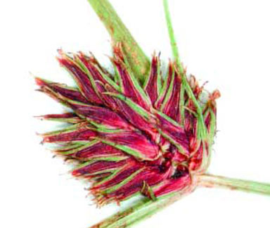 APII jpeg image of Cyperus teneristolon  © contact APII