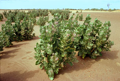 APII jpeg image of Calotropis procera  © contact APII