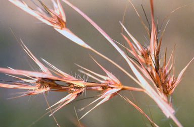 APII jpeg image of Themeda quadrivalvis  © contact APII