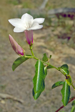 APII jpeg image of Cryptostegia grandiflora  © contact APII