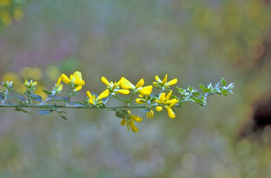 APII jpeg image of Genista monspessulana  © contact APII