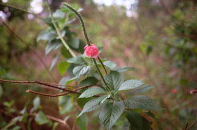 APII jpeg image of Stachytarpheta mutabilis  © contact APII