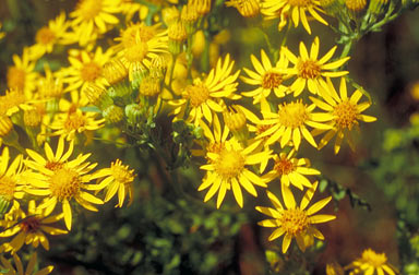 APII jpeg image of Senecio jacobaea  © contact APII