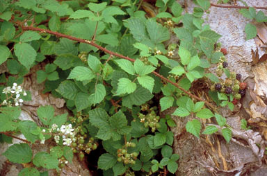 APII jpeg image of Rubus fruticosus  © contact APII