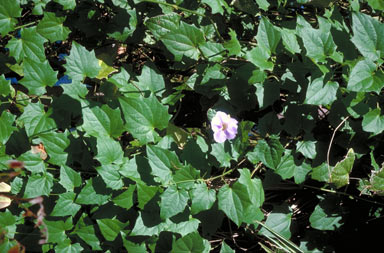 APII jpeg image of Thunbergia grandiflora  © contact APII