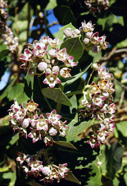 APII jpeg image of Calotropis procera  © contact APII