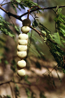 APII jpeg image of Vachellia nilotica  © contact APII