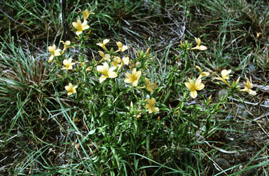 APII jpeg image of Barleria prionitis  © contact APII