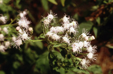 APII jpeg image of Chromolaena odorata  © contact APII