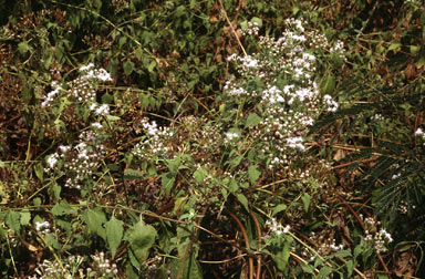 APII jpeg image of Chromolaena odorata  © contact APII