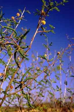 APII jpeg image of Vachellia farnesiana  © contact APII