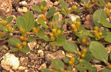 APII jpeg image of Alternanthera pungens  © contact APII