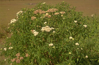 APII jpeg image of Austroeupatorium inulaefolium  © contact APII