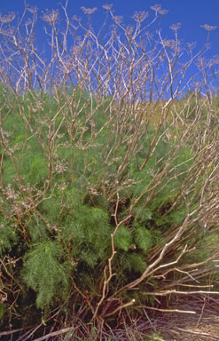 APII jpeg image of Foeniculum vulgare  © contact APII